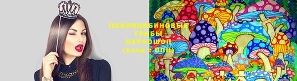 стаф Вязьма